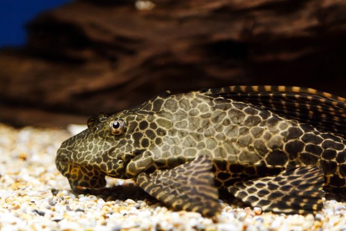 Quels Poissons Nettoyeurs Choisir Pour Son Aquarium Aquabase