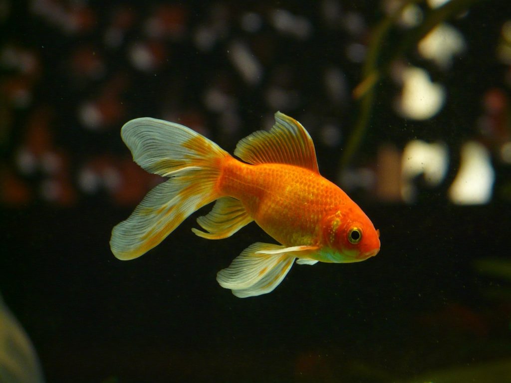 Esp Ces De Poissons Daquarium Deau Douce Aquabase