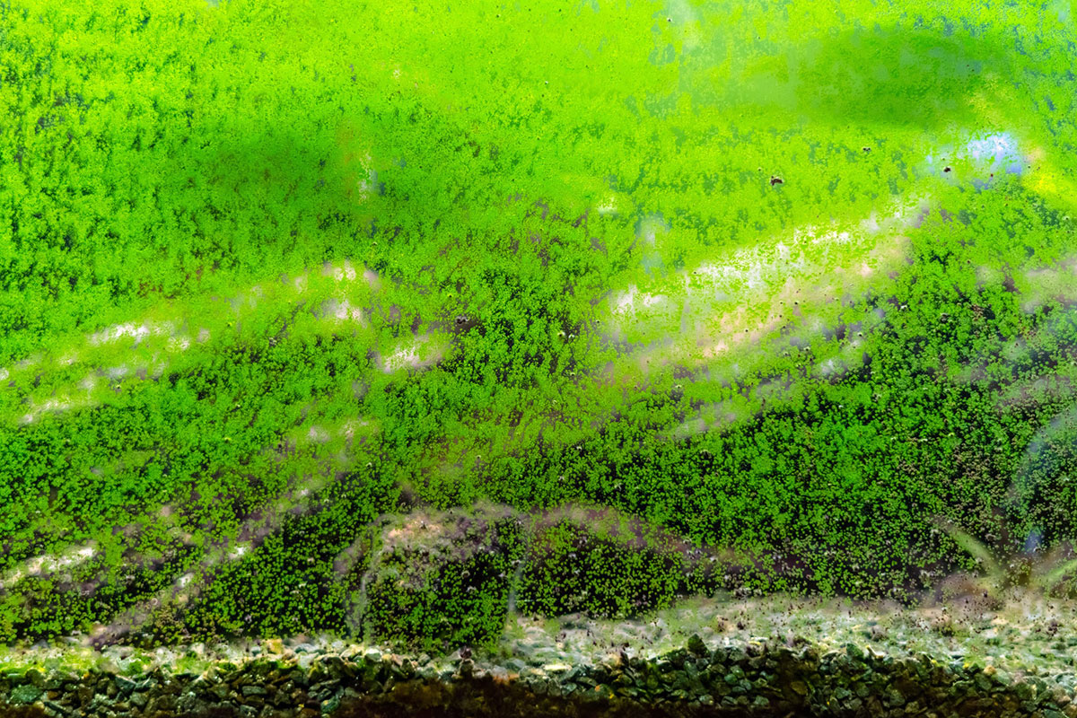 Les algues indésirables, pestes de l'aquarium.