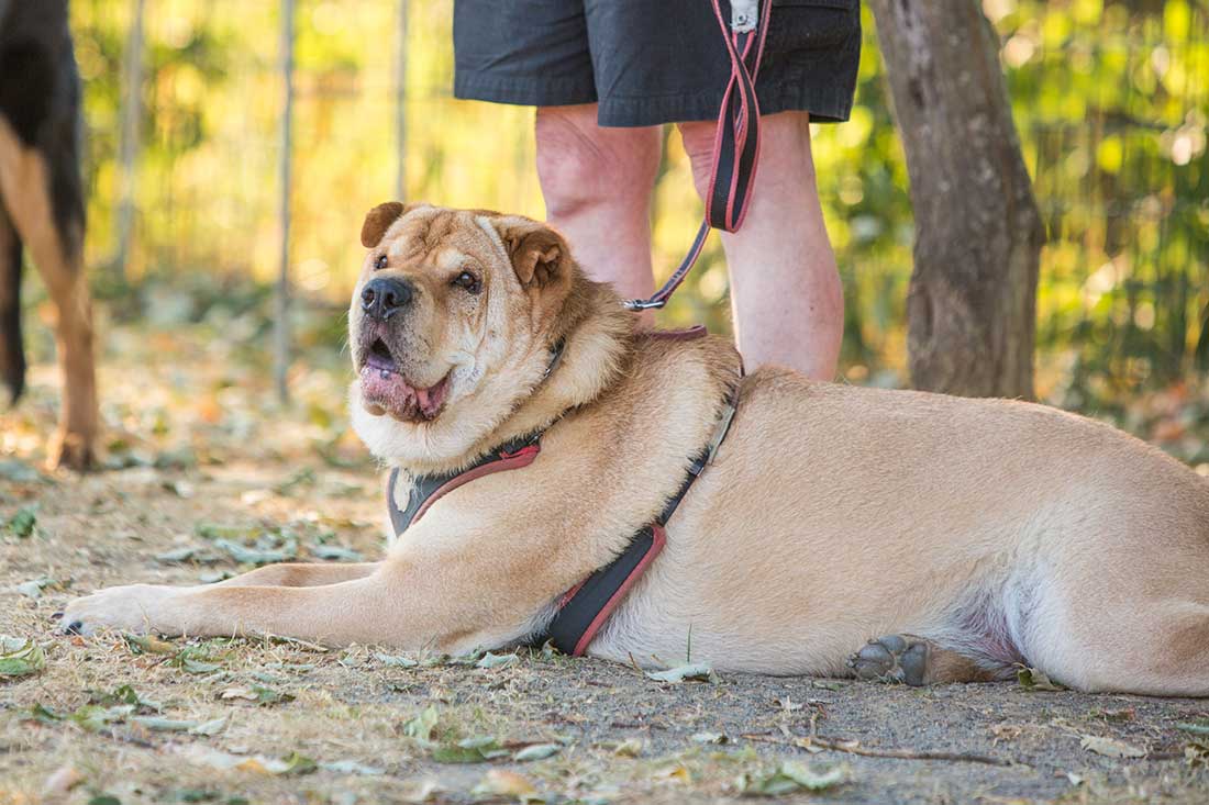 obésité chez le chien