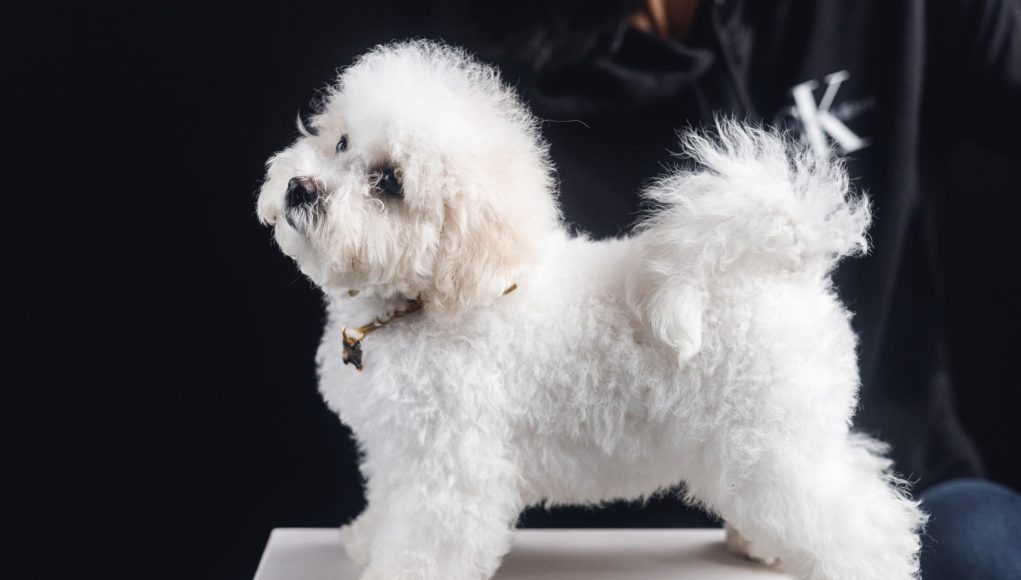 Bichon Frisé