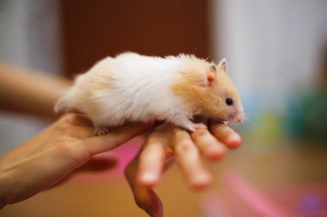 durée de vie d'un hamster