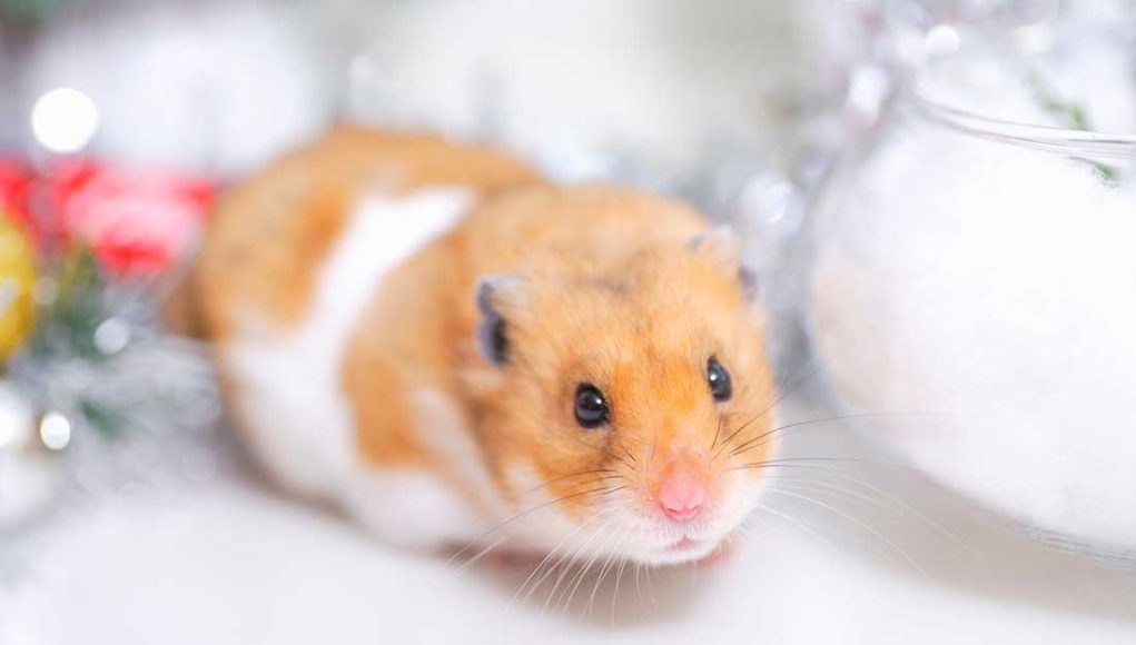 hamster