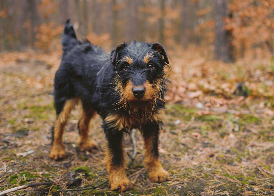 race de chien Jagdterrier