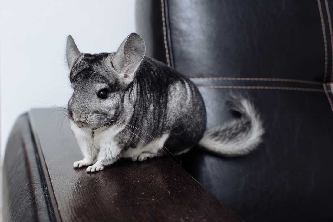 Chinchilla