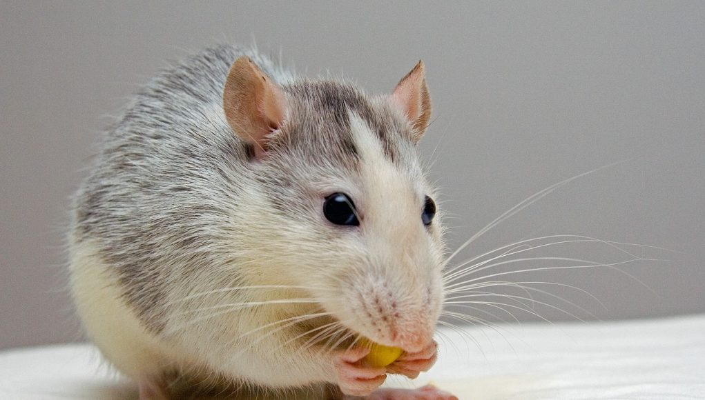 durée de vie d'un rat domestique