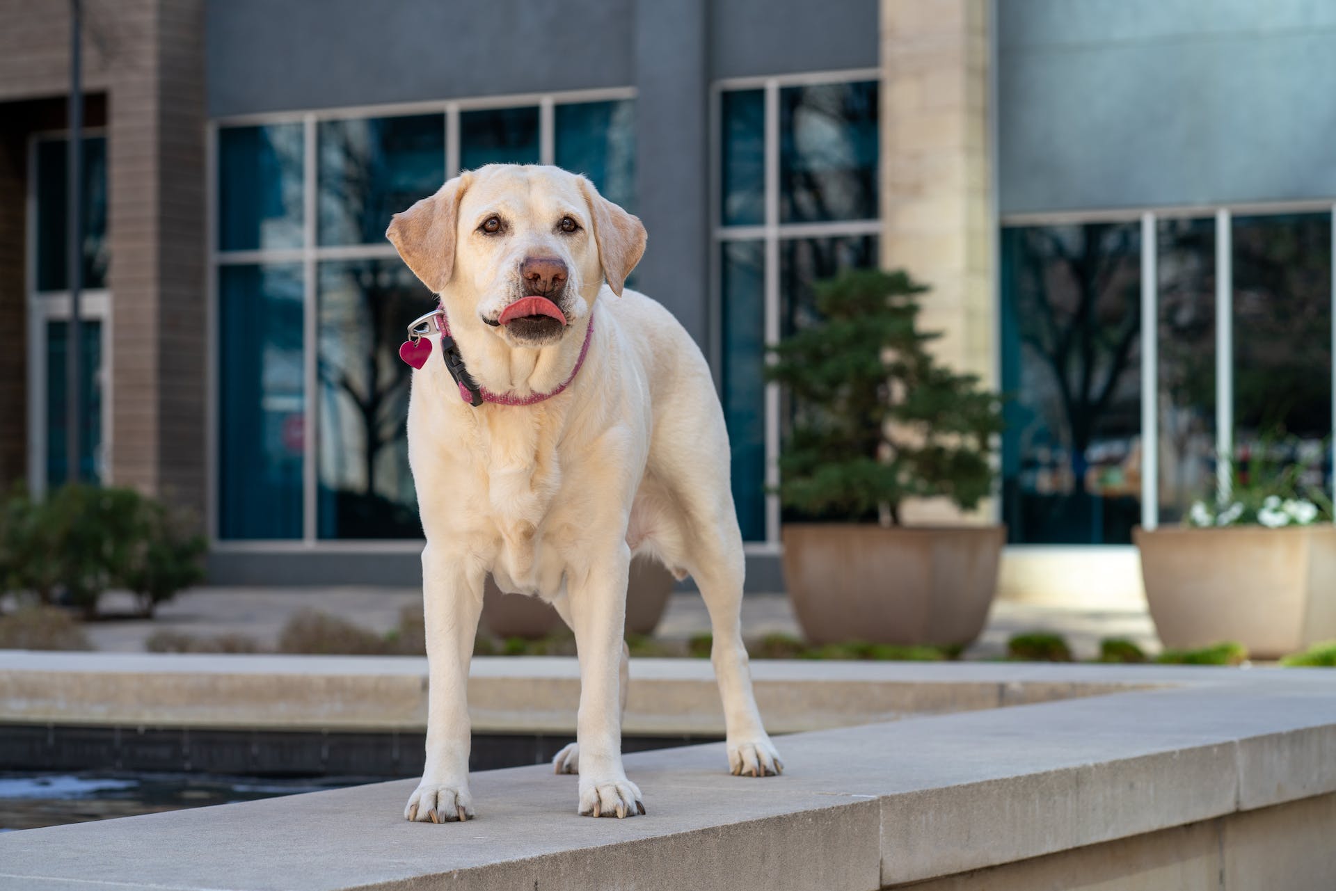 Labrador Retriever