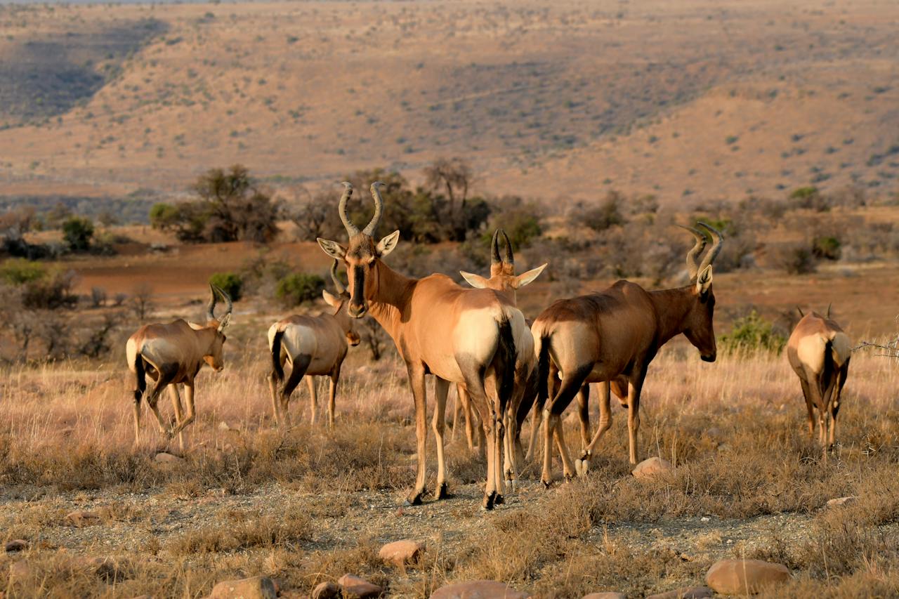 antilope animal en A