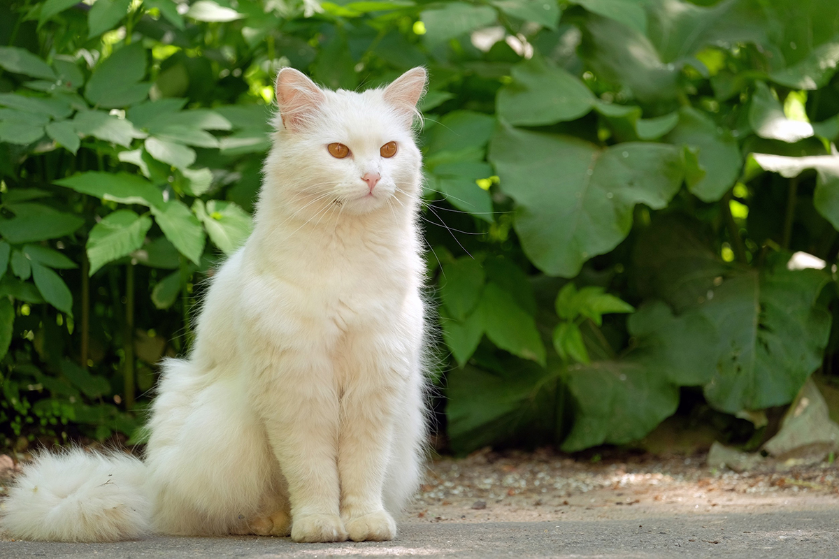 Angora Turc – Tout savoir sur cette race de chat - Aquabase