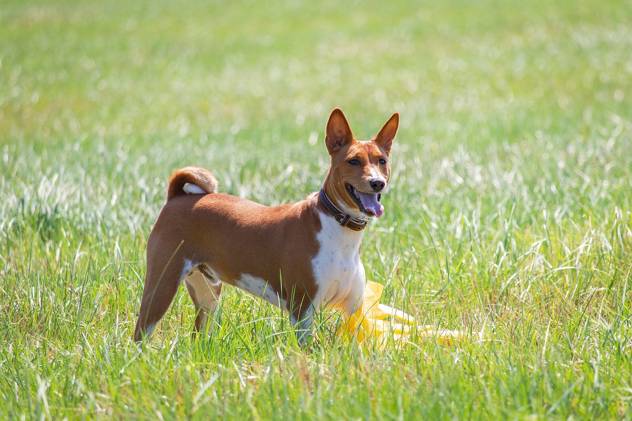 chien Basenji