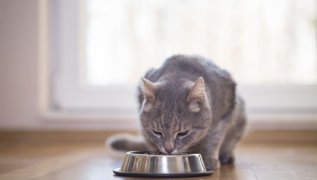 Bienfaits nutritionnels des croquettes pour chat