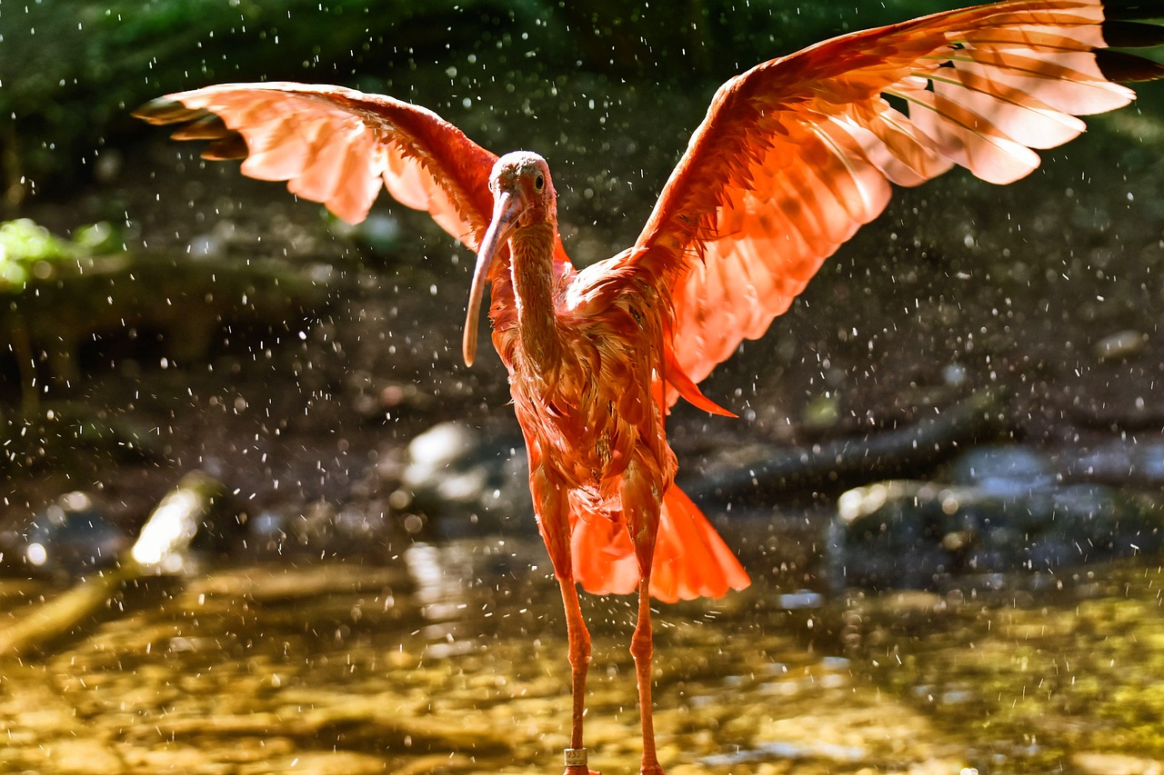 ibis rouge animal lettre i