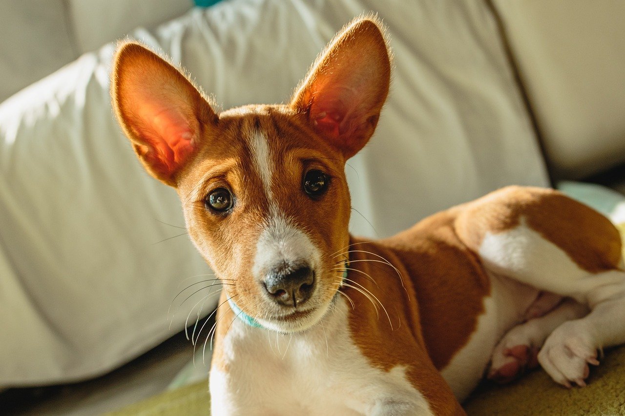 chiot Basenji