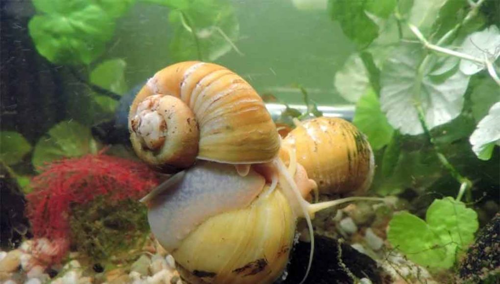 Comment les escargots d'aquarium se reproduisent-ils