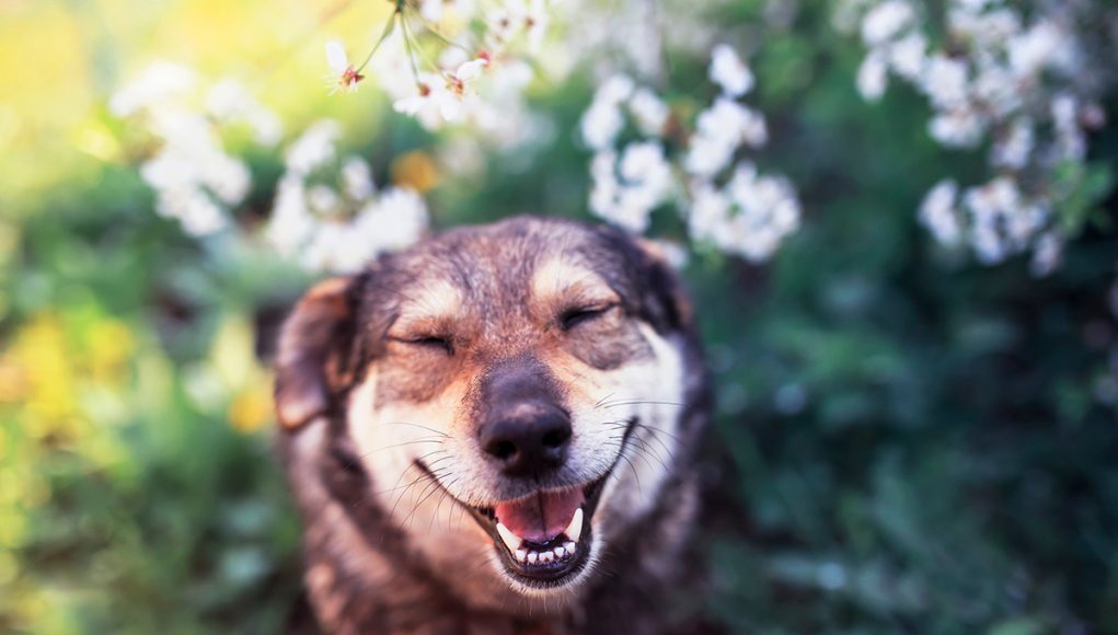 Comment faire pour rendre son chien heureux