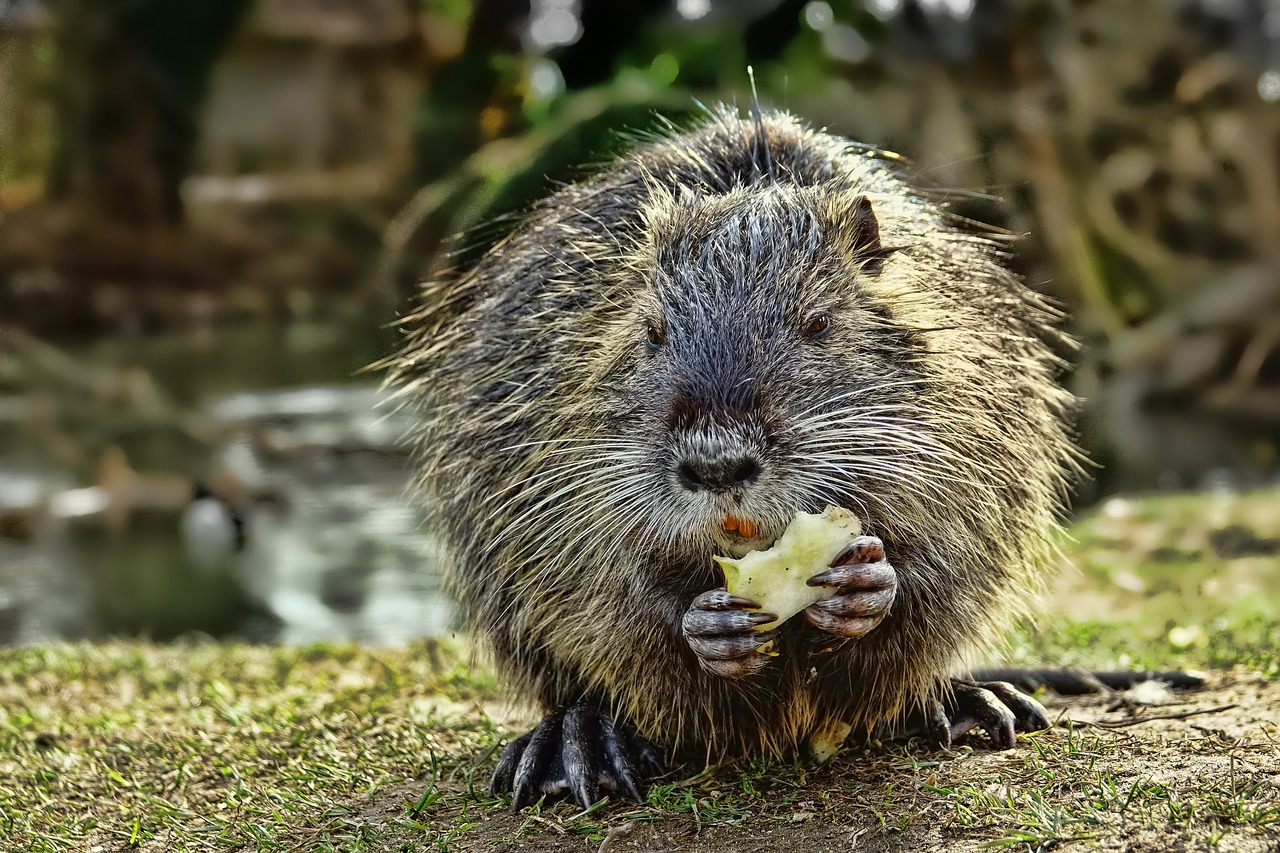 Photo d'un ragondin, animal commençant par la lettre R