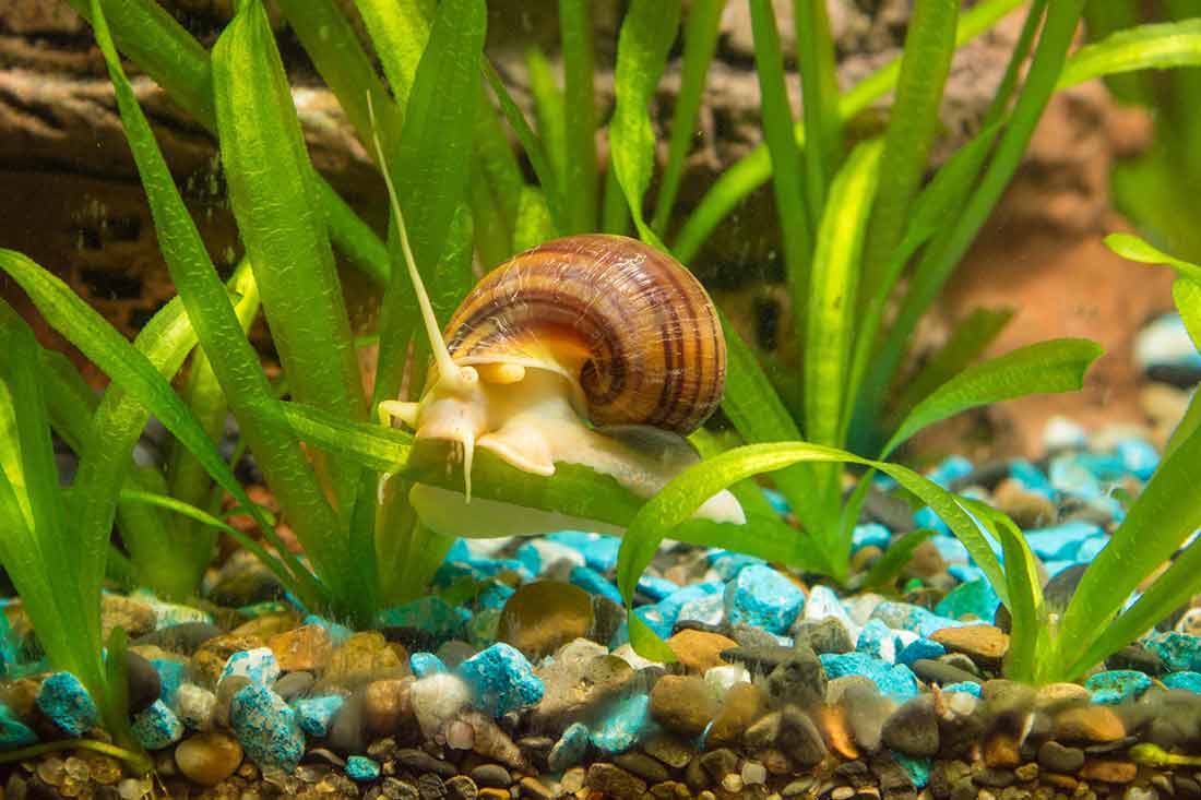 escargots d'aquarium se reproduisent