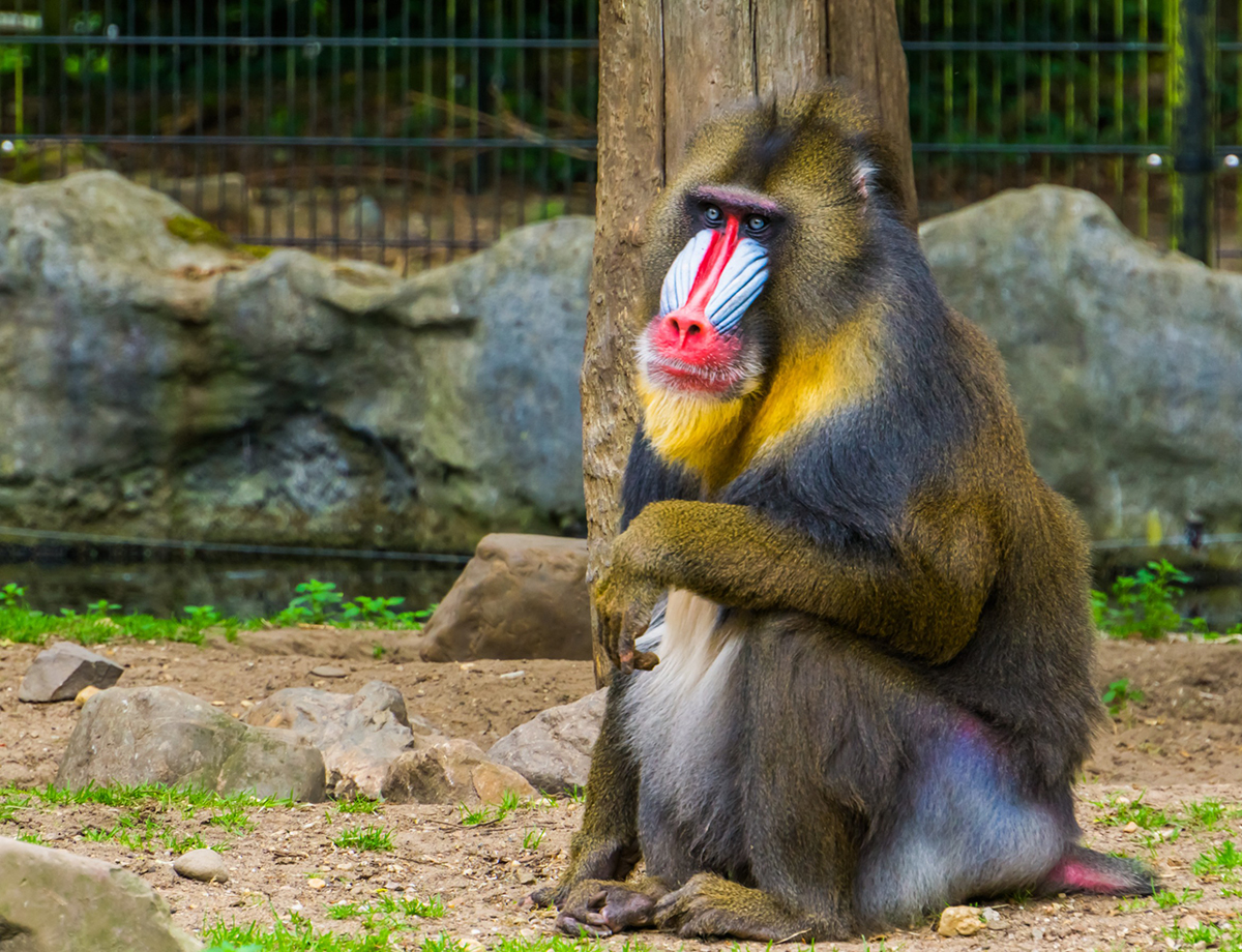 Rafiki est un mandrill