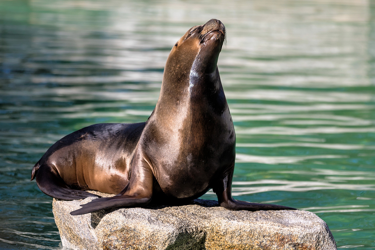 Photo d'une otarie, animal commençant par la lettre O