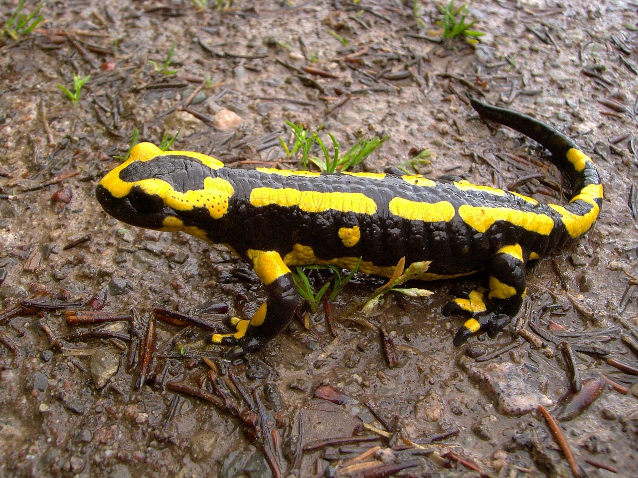 salamandre animaux commençant par la lettre S