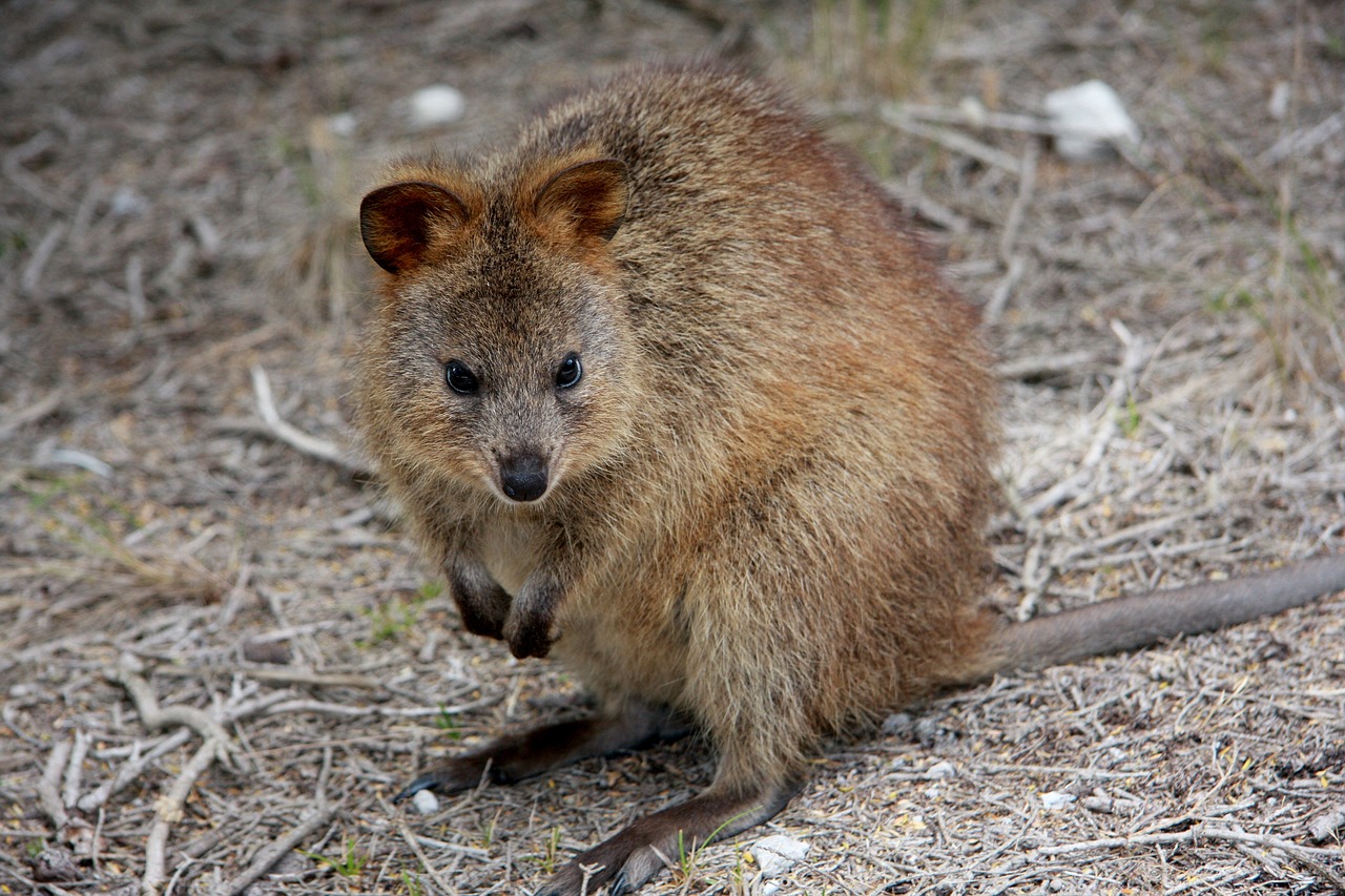 Photo d'un Quokka, animal commençant par la lettre Q