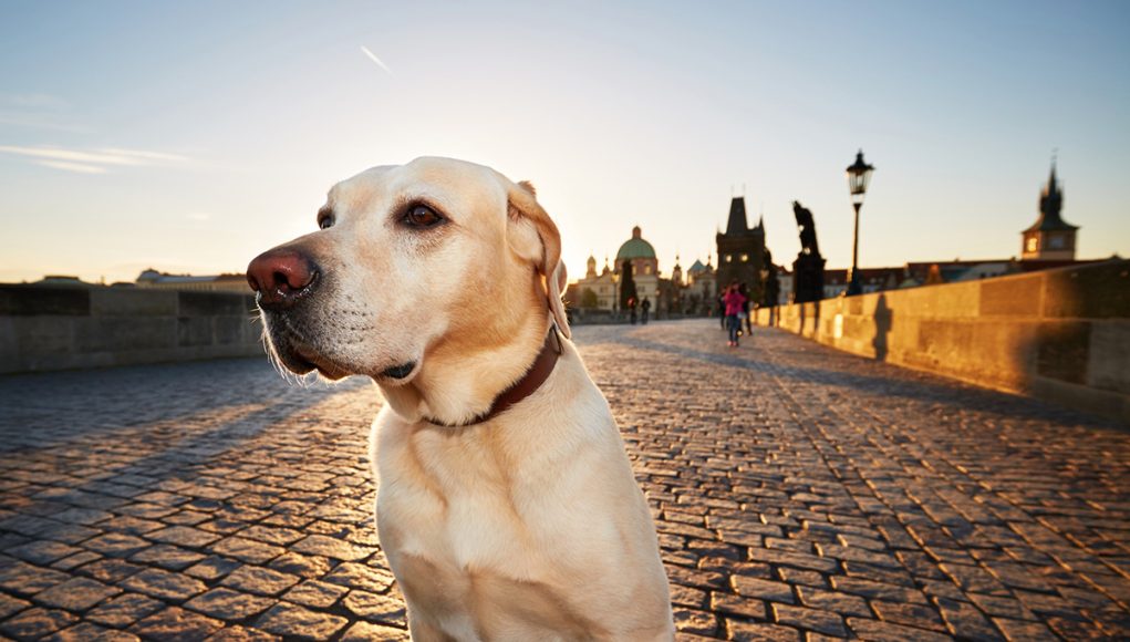 villes européennes plus accueillantes vacances avec votre chien