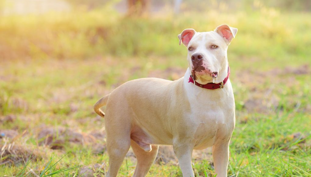 American Pit Bull Terrier