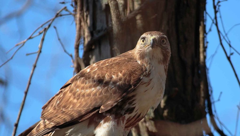 Buse variable Buteo buteo