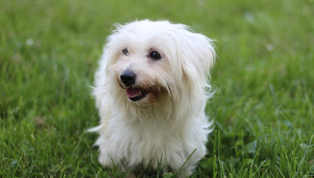 race de chien Coton de Tuléar