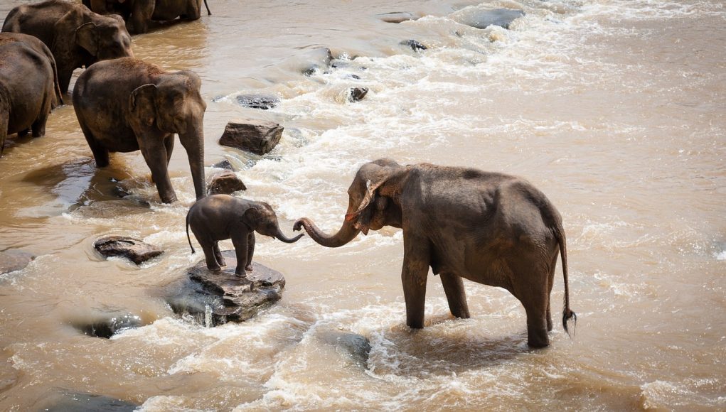 gestation des éléphants