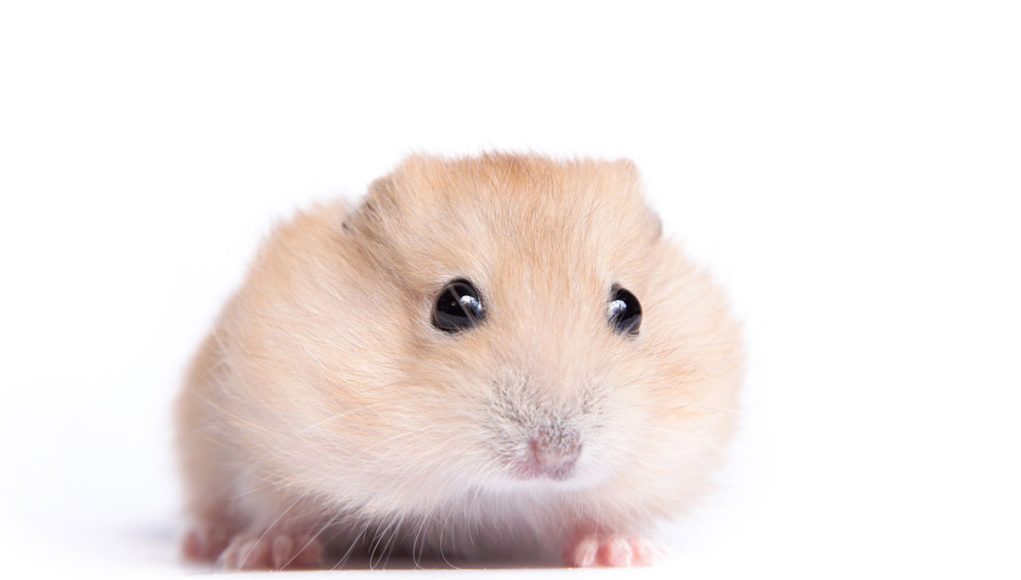 hamster doré