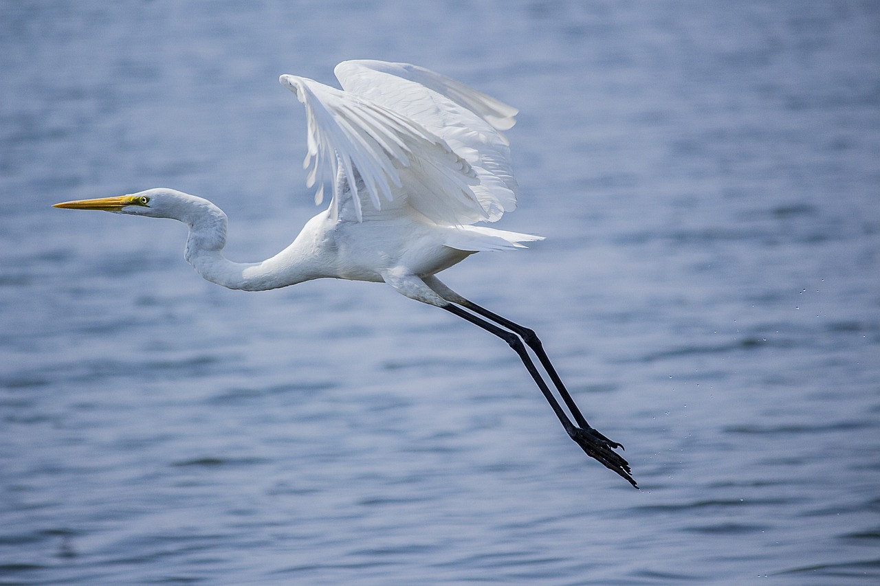 Aigrette