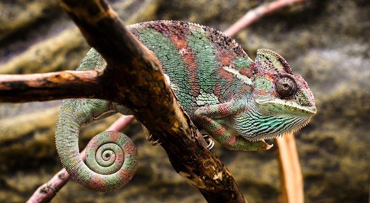 Caméléon Casqué du Yémen