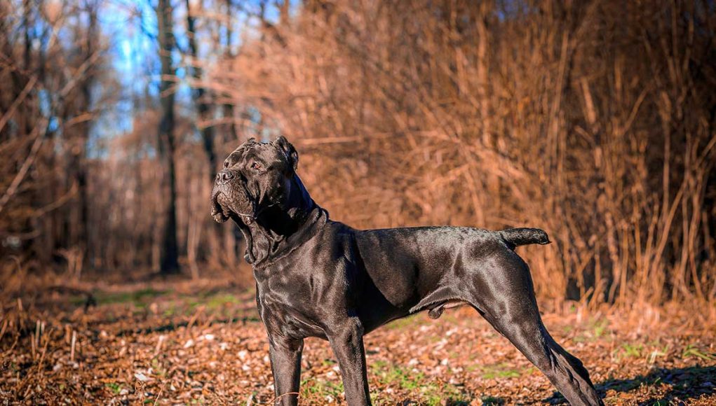 Cane Corso