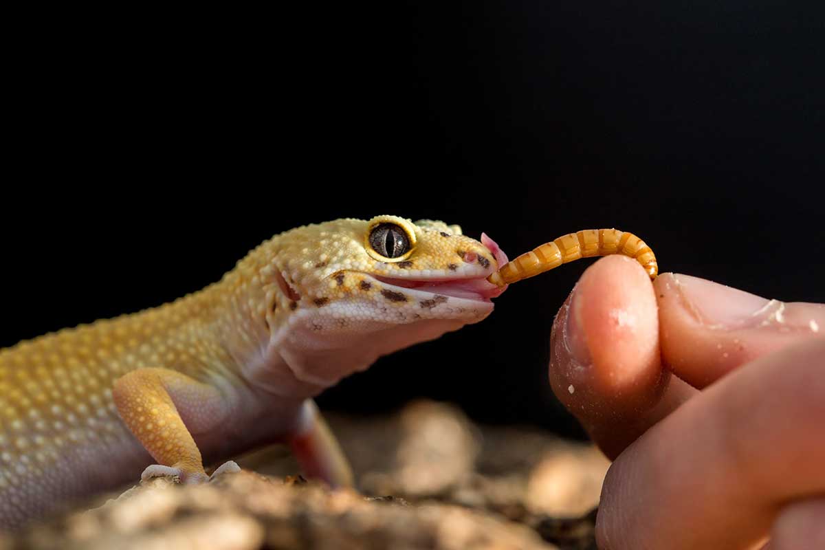 Gecko Doré