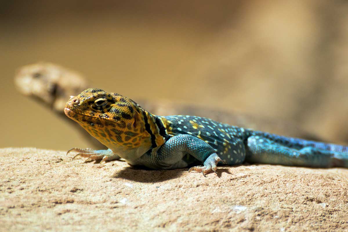 Lézard à Collier