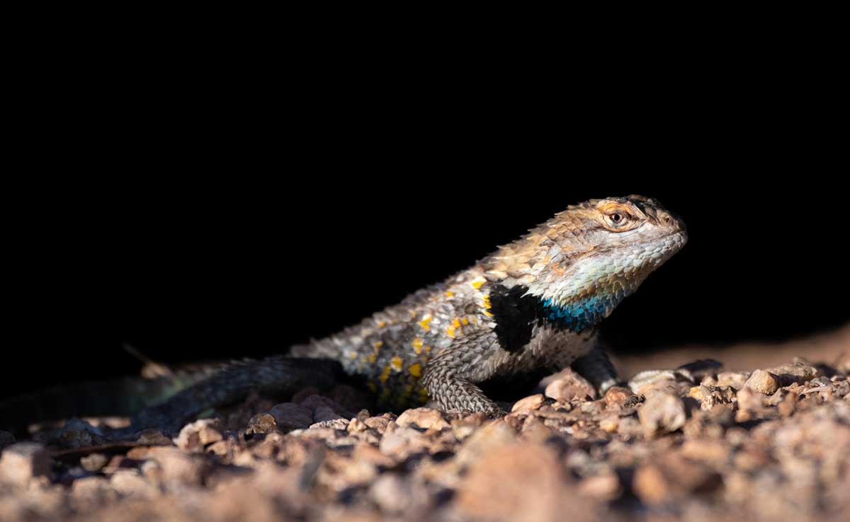 Sceloporus