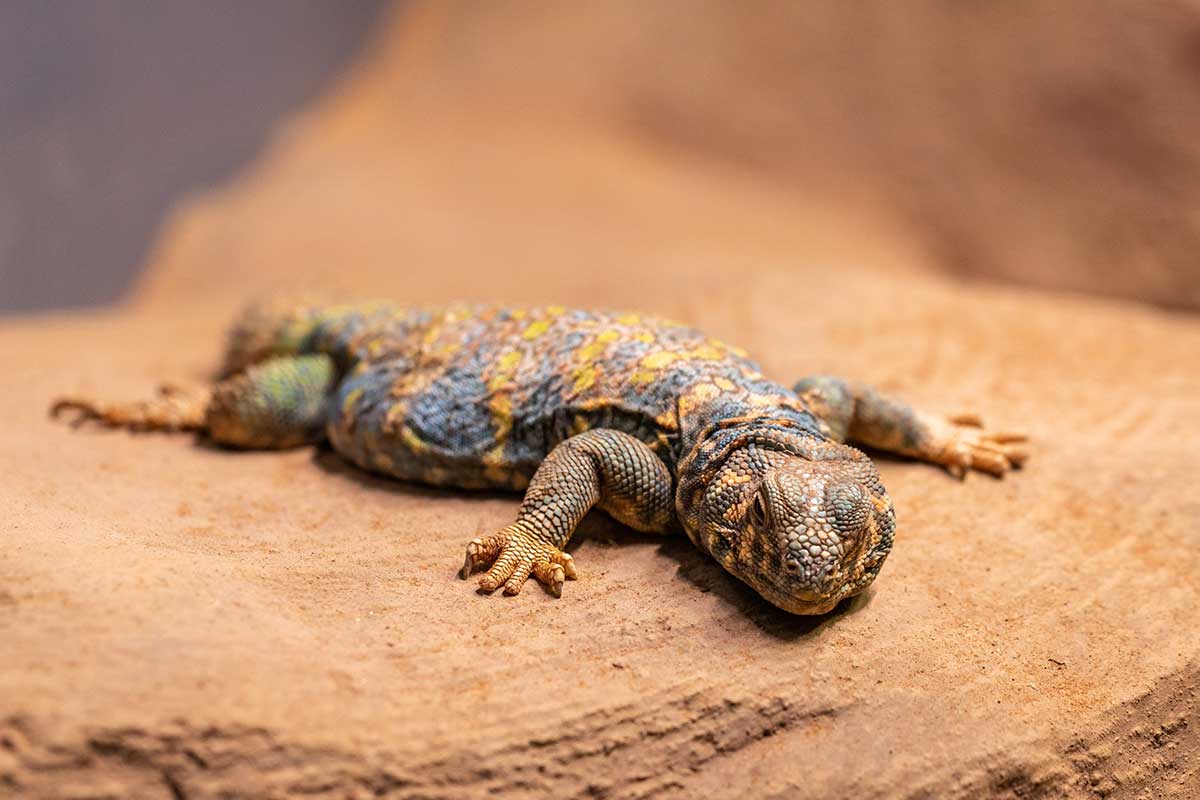 Uromastyx