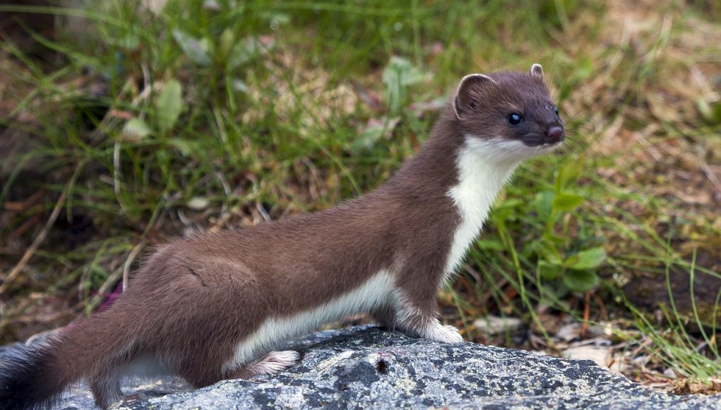 animal commençant par la lettre b