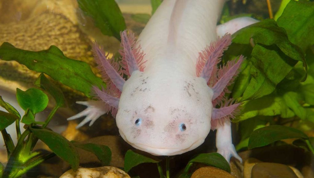 Axolotl