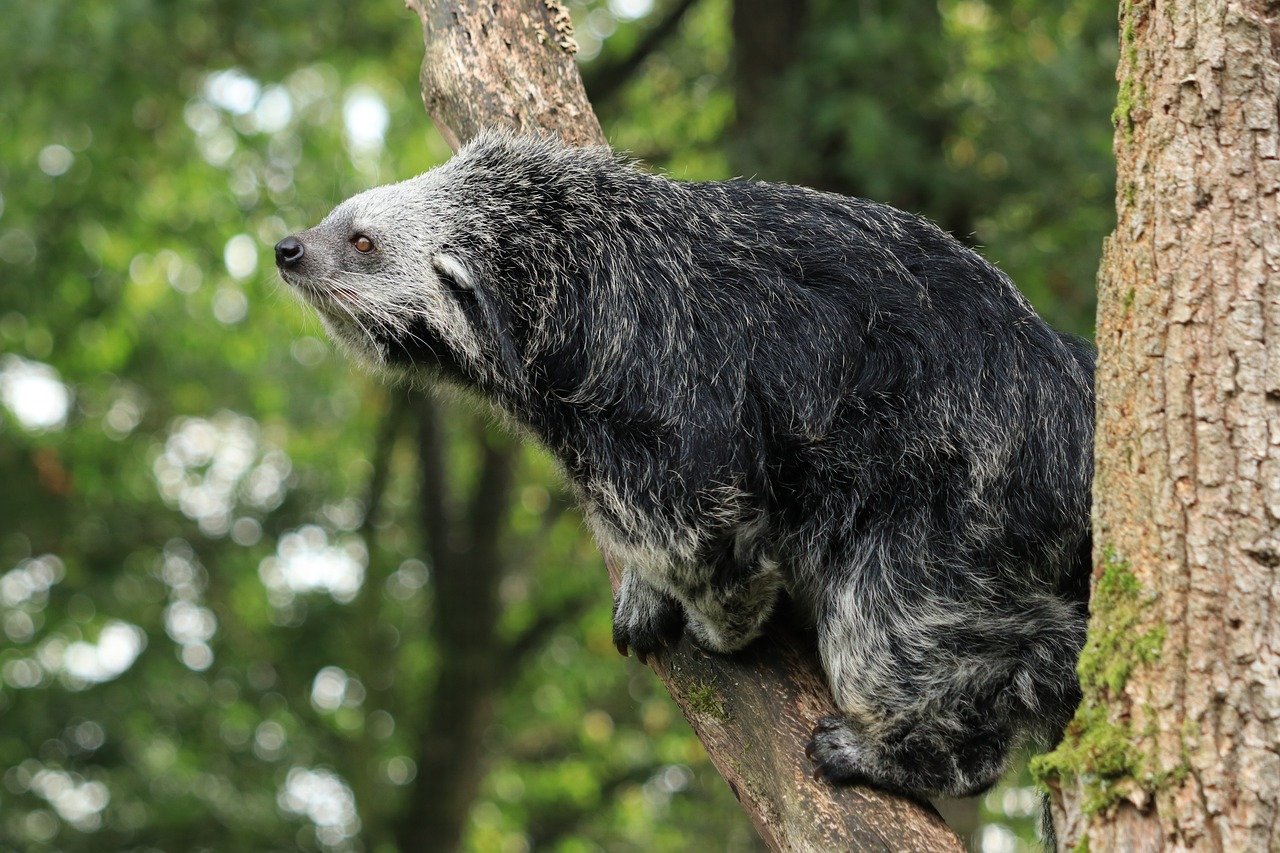 Binturong