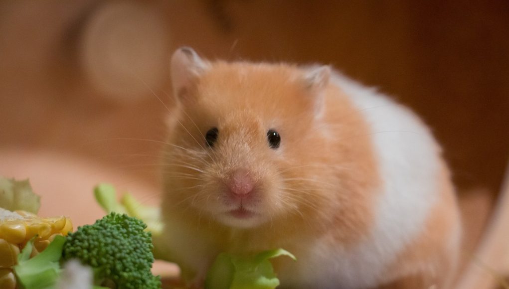 différentes races ou espèces de hamsters