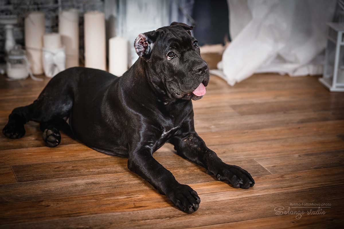 Cane Corso