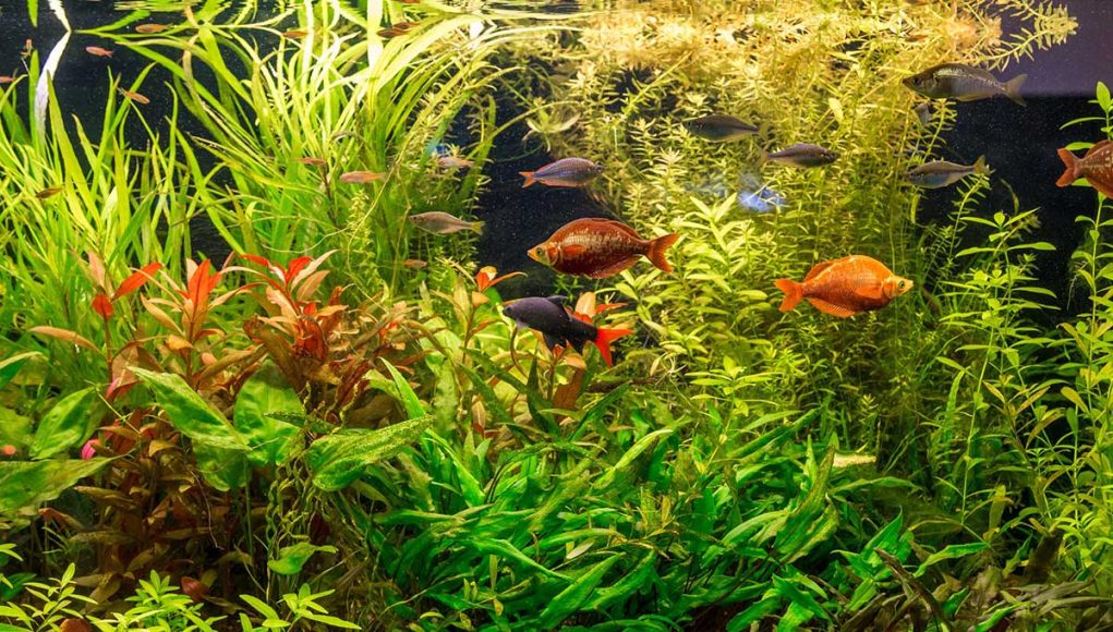 poissons d’eau douce choisir en fonction de la taille de votre aquarium