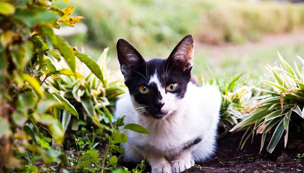 races de chat noir et blanc