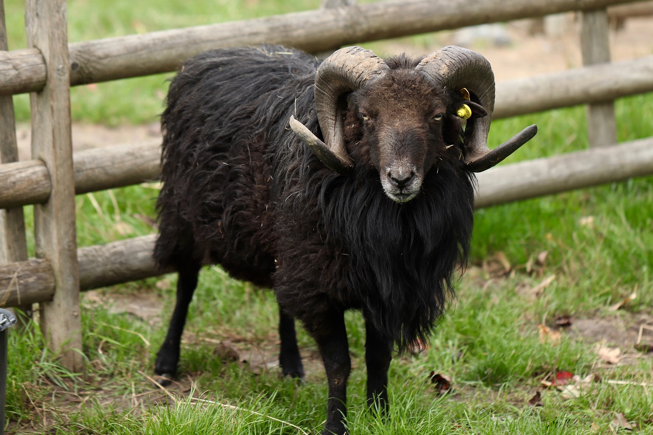 animaux commençant par la lettre b