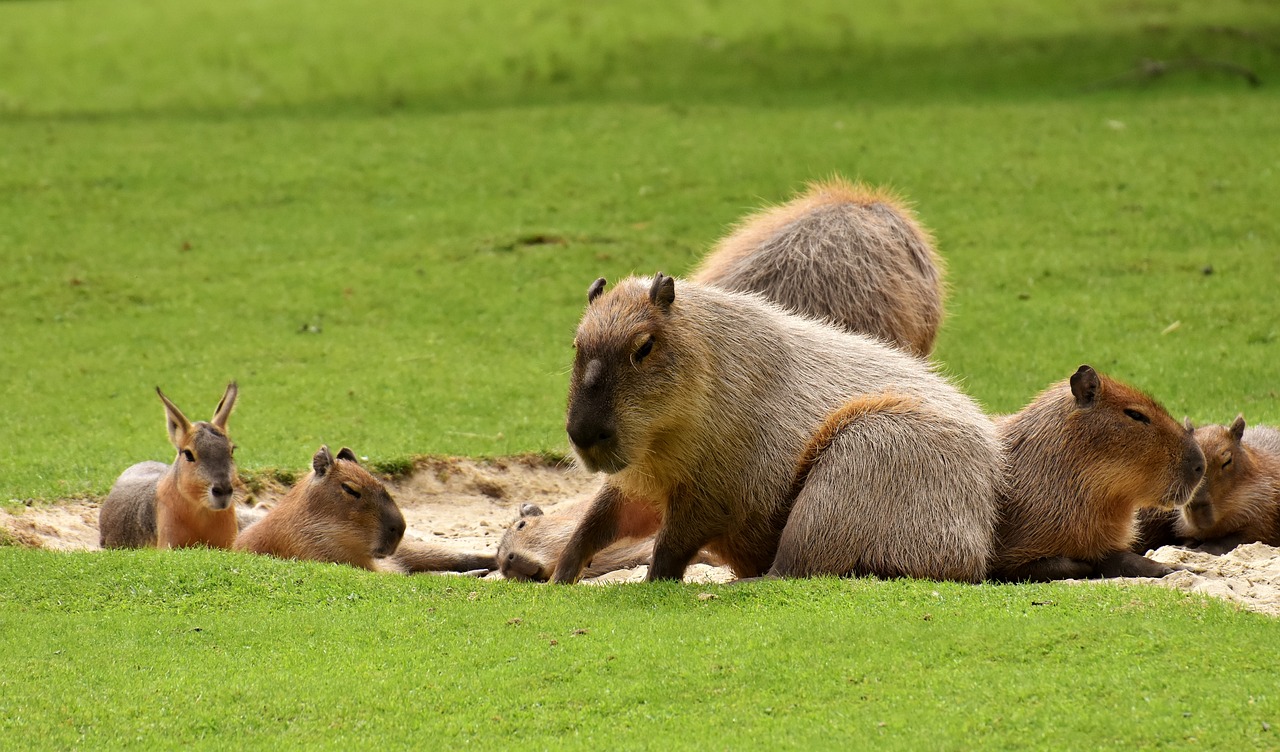 Capybara