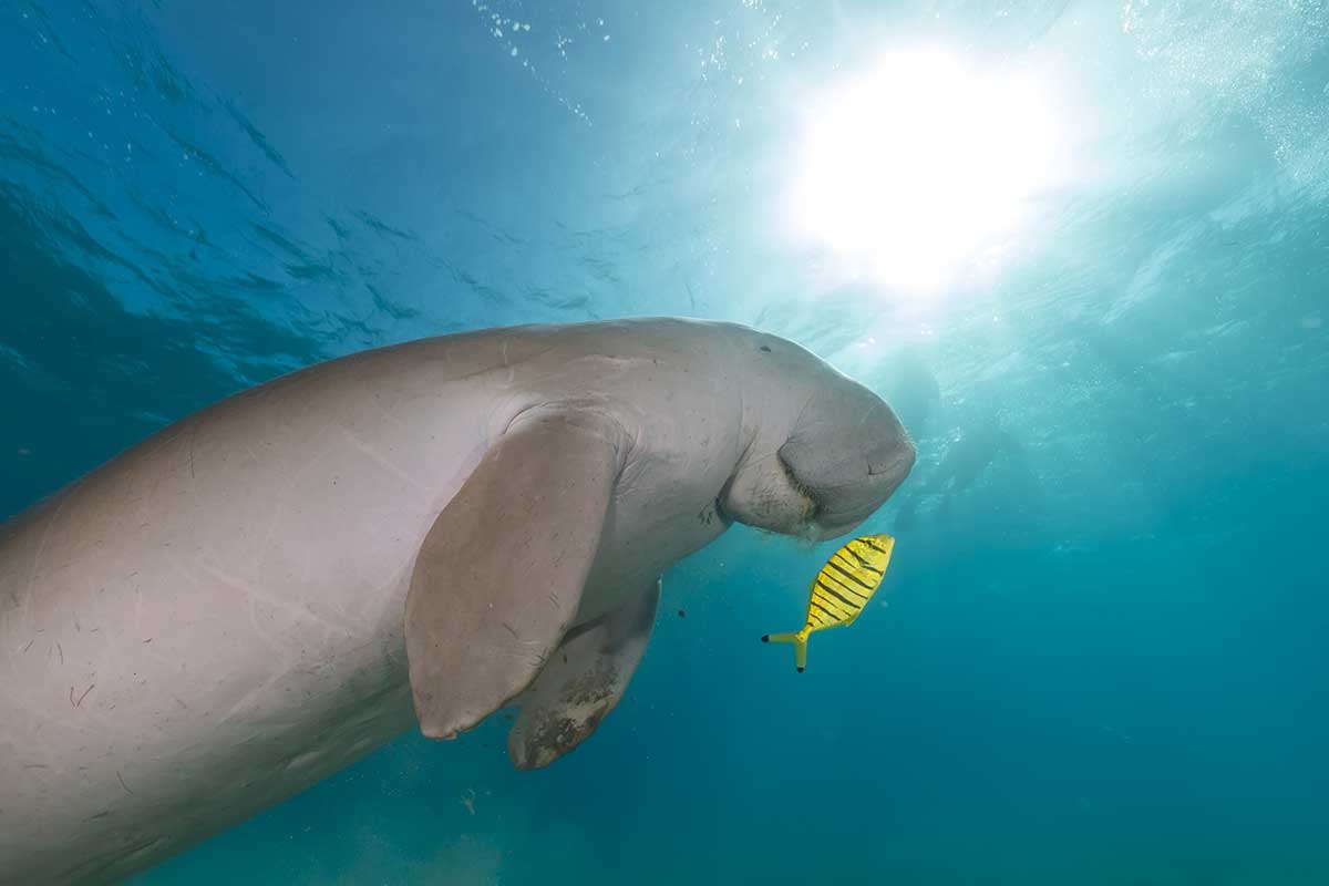 Dugong