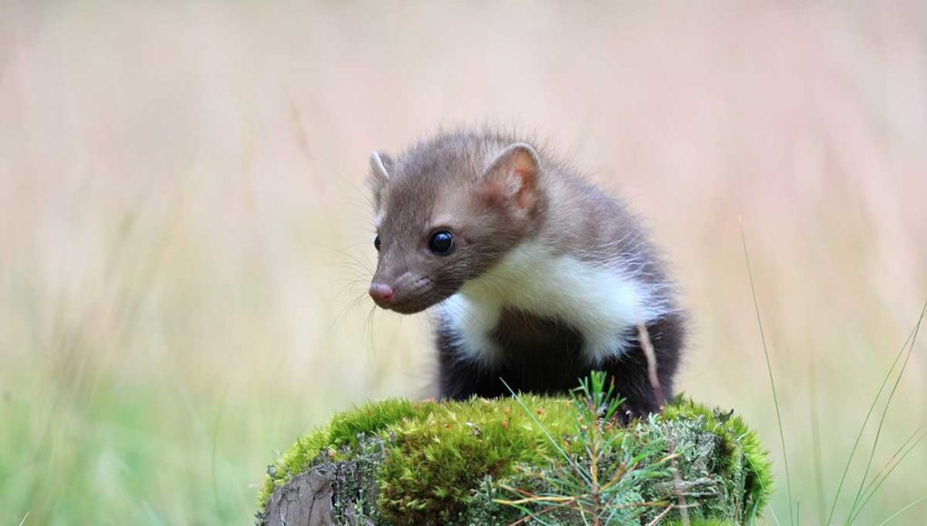 animaux commençant par la lettre f