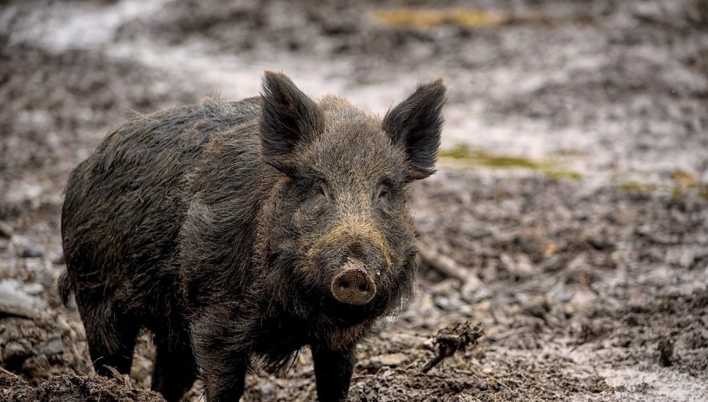 animaux commençant par la lettre s